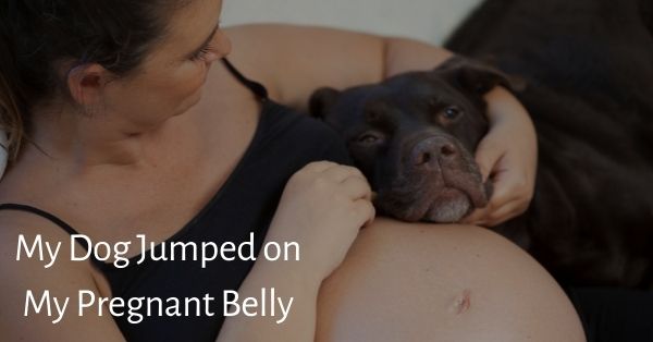 does breastfeeding hurt dogs