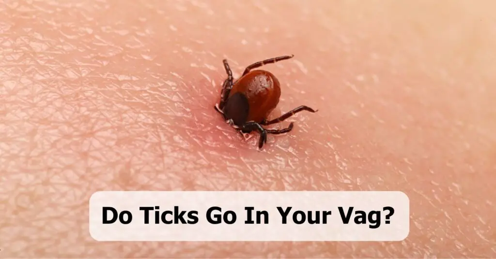Do Ticks Go in Your Vag