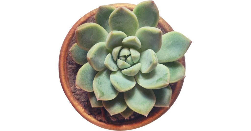 When to Water Succulents After Repotting