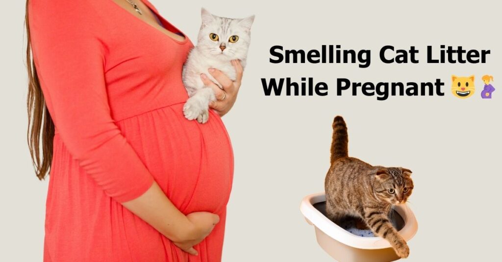 smelling-cat-litter-while-pregnant-what-you-must-know