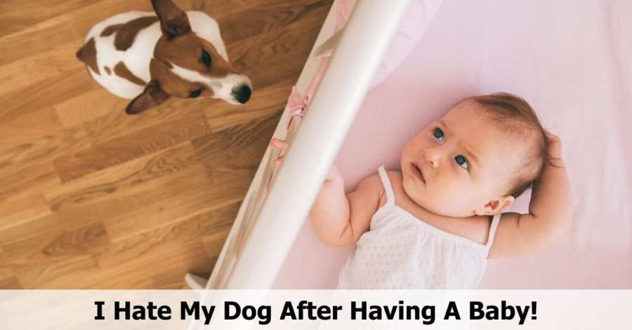 I Hate My Dog After Having A Baby