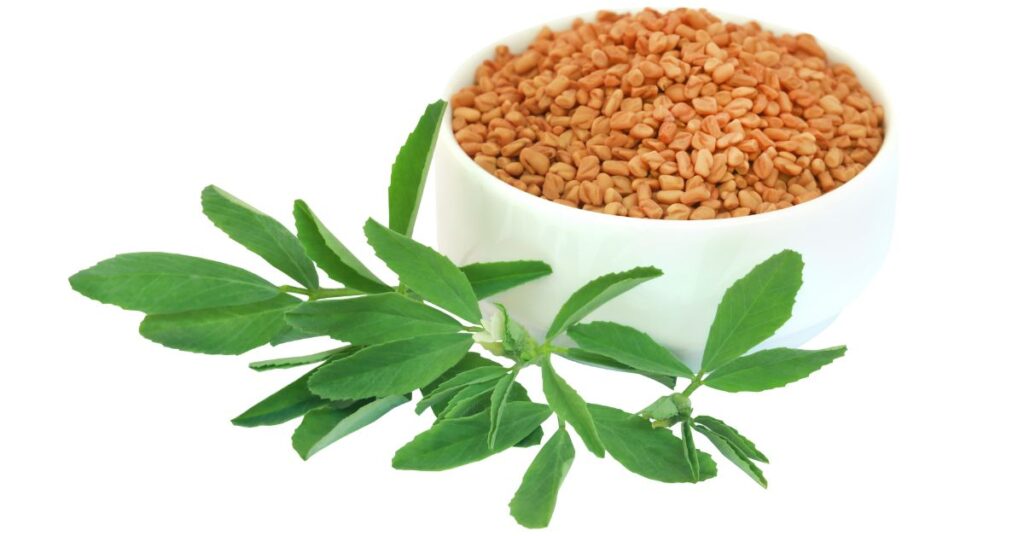 How Long Does Fenugreek Stay In Your System