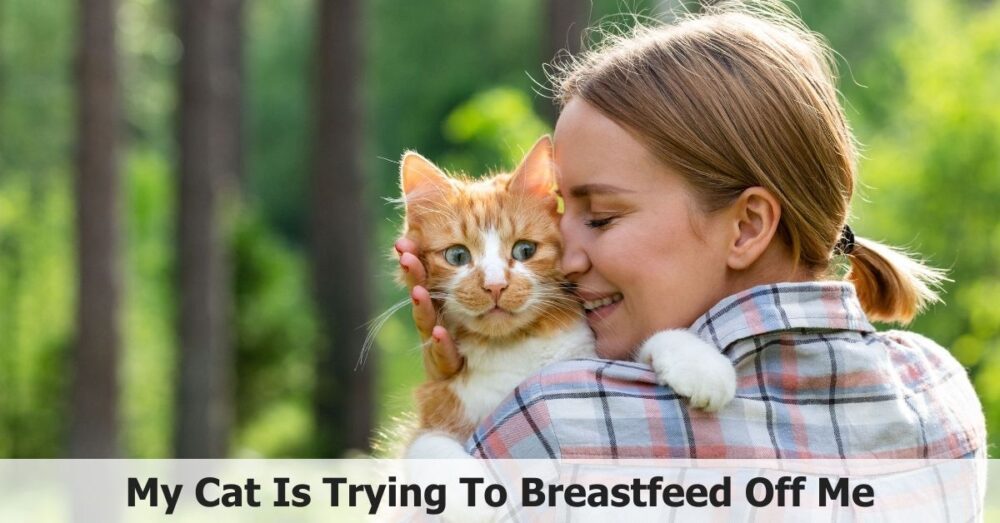 My Cat Is Trying To Breastfeed Off Me Why & What To Do 🐱