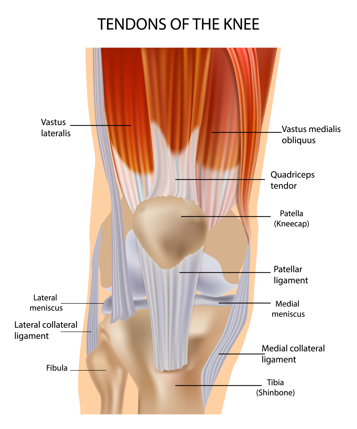 What Tendon Is Behind The Knee? | Essential Anatomy Insights