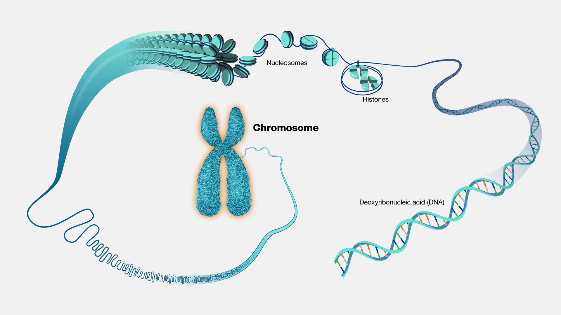 How Many Chromosomes Are In The Human Body Cell? | Genetic Wonders