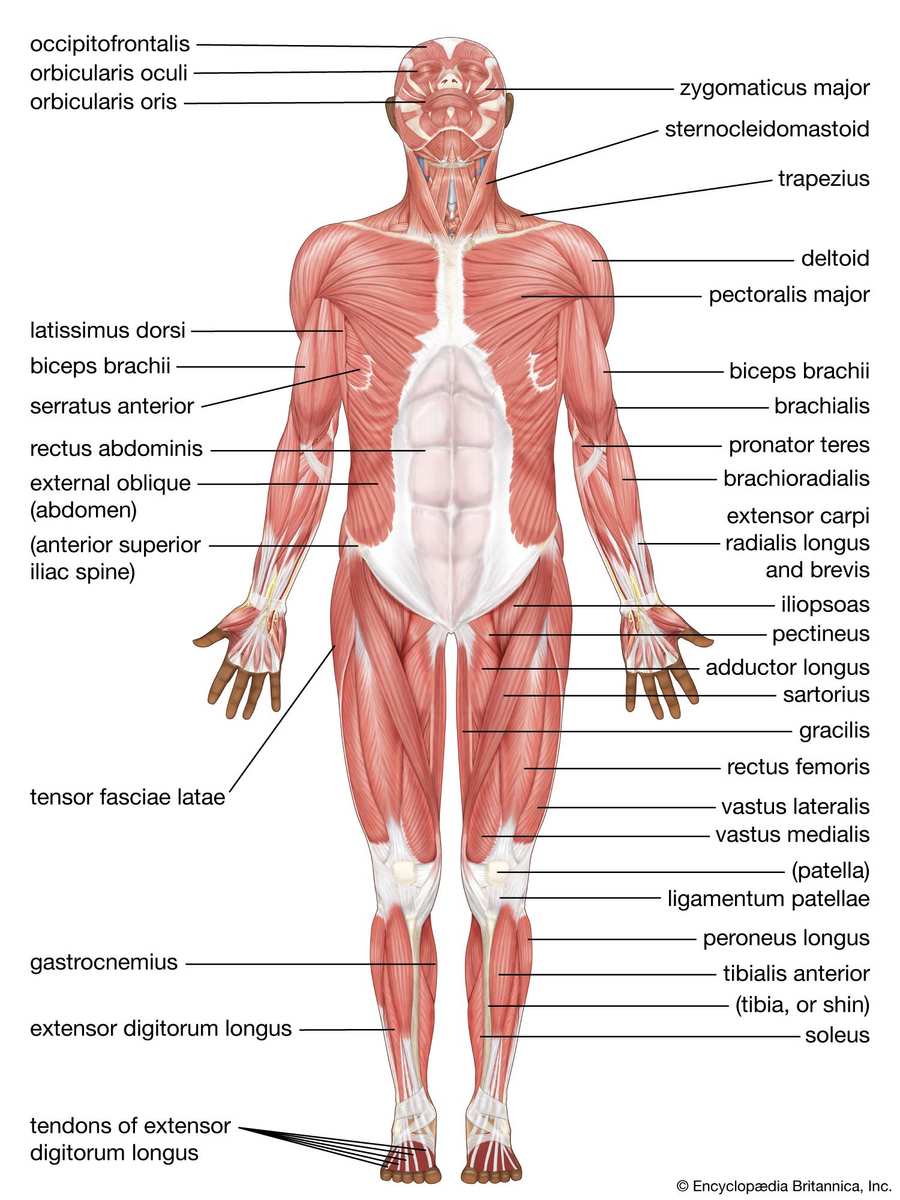 Human Body